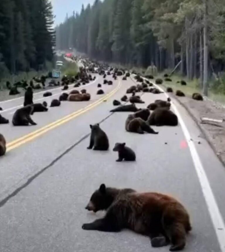 Példátlan medveblokád Yellowstone-ban: a tudósok döbbenten állnak a jelenség előtt